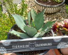 Agave neomexicana hybride gebraucht kaufen  Mönchengladbach