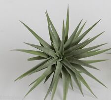 Tillandsia plagiotropica live for sale  DRONFIELD
