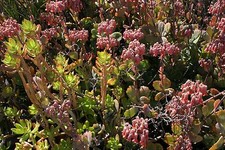 Succulent cuttings many for sale  Chatsworth