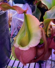Nepenthes veitchii squat for sale  Flowery Branch