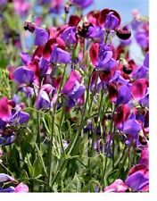 1kg 12000 seeds for sale  READING