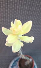 Pereskiopsis spathula variegat for sale  Mira Loma