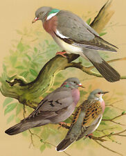 Wood pigeon dove for sale  DEREHAM
