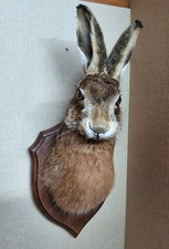 taxidermy hare for sale taxidermy hare for sale  WREXHAM