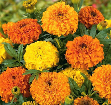 Graines œillet inde d'occasion Graines œillet inde d'occasion  Guipavas