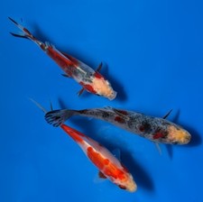 Goldfish shubunkin mixed for sale  Blountstown