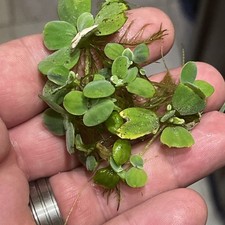 dwarf lettuce for sale dwarf lettuce for sale Hanford
