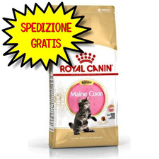 maine coon cuccioli usato maine coon cuccioli usato San Felice Circeo