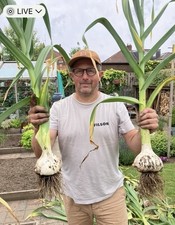 Elephant garlic cloves for sale  MIDDLESBROUGH