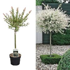willow for sale willow for sale GLASGOW