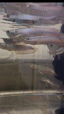 Silver arowana 7inlive for sale  Garfield