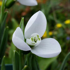 Schneeglöckchen galanthus elw gebraucht kaufen  Deutschland