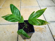 Chamaedorea radicalis frosthar gebraucht kaufen  Bergisch Gladbach
