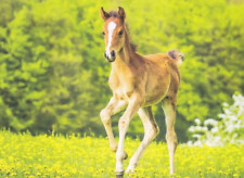 Postkarte pferd horse gebraucht kaufen  Deutschland