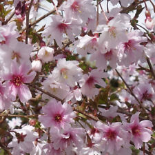 Prunus incisa kojo for sale  HORSHAM
