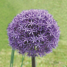 Allium aflatunense gladiator d'occasion  Mont-près-Chambord