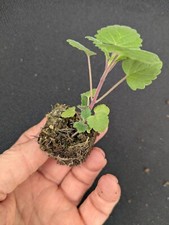 Small individual catnip for sale  LONDONDERRY