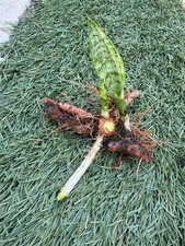 Snake plant sanseveria for sale  San Diego