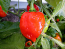 Hot chilli pepper for sale  SALISBURY