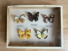 Anciennes boîtes entomologiqu d'occasion Anciennes boîtes entomologiqu d'occasion  Strasbourg-