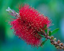 300 semi callistemon usato  Napoli