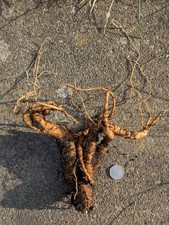 Mandragora officinarum mandrak for sale  NUNEATON