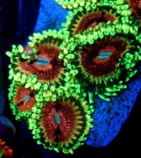 Lime chilli zoas for sale  UK