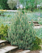 Scots pine pinus for sale  NELSON