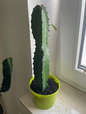Euphorbia kanaren wolfsmilch gebraucht kaufen  Aßlar