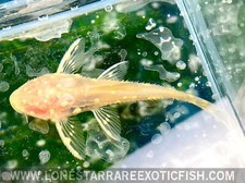 Albino l155 adonis for sale  Livingston