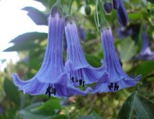 Rare iochroma australe usato Rare iochroma australe usato  Siculiana
