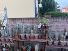 Vendo cactus azzurri usato  Ravenna