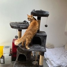 Tiragraffi grande albero usato  Copparo