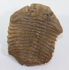 Trilobit dicalymene clavicula usato  Spedire a Italy