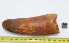 Dent dinosaure spinosaurus d'occasion Dent dinosaure spinosaurus d'occasion  France