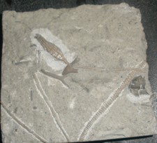 Crinoide seelilie usa gebraucht kaufen  Wuppertal