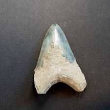 Megalodon hai zahn gebraucht kaufen  Stuttgart