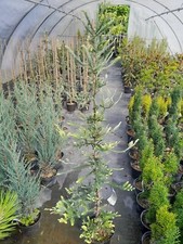 Sequoia sempervirens adpressa gebraucht kaufen  Dillingen a.d.Donau