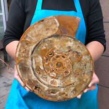 Hermosa muestra mineral de cristal de caracola en rodajas fósil natural de 7,04 lb 2275 segunda mano  Embacar hacia Mexico