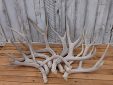 9lbs mule deer for sale  Dubois