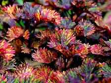 Sale32 coleus dragon gebraucht kaufen  Dettingen an der Erms