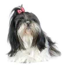 Transfer stampa maglietta usato Transfer stampa maglietta usato  Italia