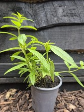 Lemon verbena herb for sale  LONDON