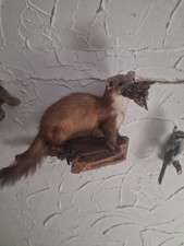 Tierpräparat marder gebraucht kaufen  Altenkunstadt