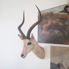 taxidermy mounts for sale taxidermy mounts for sale CHESTER