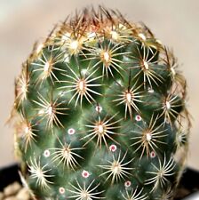 Coryphantha echinoidea sb26 usato  Italia