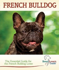 French bulldog practical for sale  North Smithfield