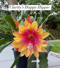 Epiphyllum clarity happie d'occasion  Châtenay-Malabry