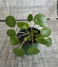 Pilea peperomioides chinesemon for sale  Lilburn