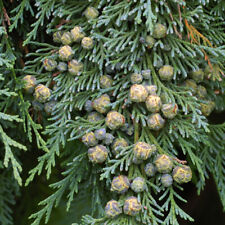 Chamaecyparis lawsoniana tree for sale  Oakland Gardens